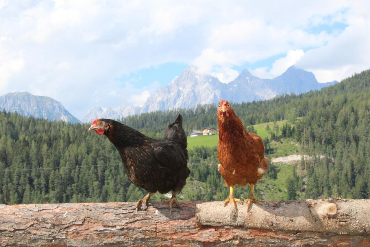 Appartamento Erblehenhof Forstau  Esterno foto